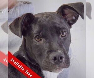 Labrottie Dogs for adoption in Huntley, IL, USA