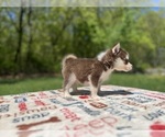 Small Photo #17 Pomsky Puppy For Sale in DRACUT, MA, USA