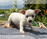 Small #2 Chihuahua