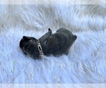 Small Photo #21 French Bulldog Puppy For Sale in HAYWARD, CA, USA