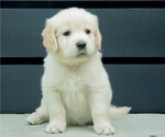 Small Photo #7 Golden Retriever Puppy For Sale in MISHAWAKA, IN, USA