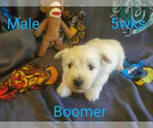 Medium West Highland White Terrier