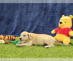 Small #4 Catahoula Leopard Dog