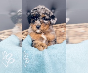 Australian Shepherd-Poodle (Toy) Mix Puppy for sale in CINCINNATI, OH, USA