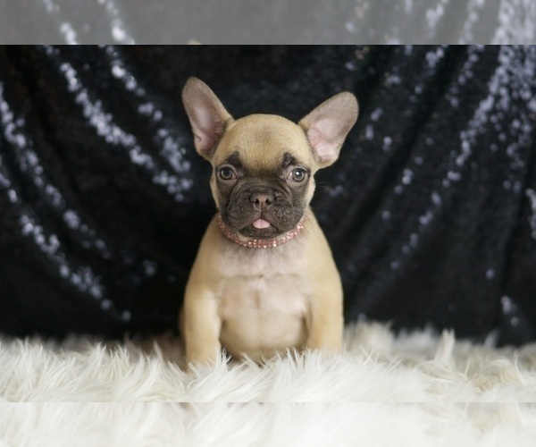 Medium Photo #32 French Bulldog Puppy For Sale in WARSAW, IN, USA