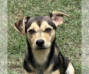 Dachshund-Unknown Mix Dogs for adoption in Yardley, PA, USA
