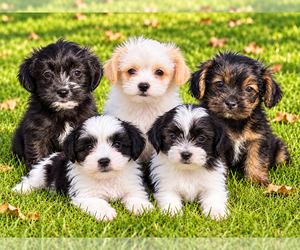 Shih-Poo Puppy for sale in FAIR HAVEN, MI, USA