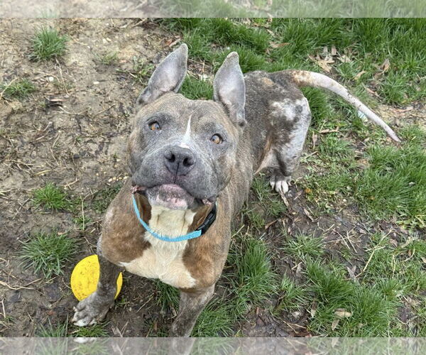 Medium Photo #2 American Pit Bull Terrier-Unknown Mix Puppy For Sale in Millersville, MD, USA