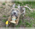 Small #1 American Pit Bull Terrier Mix