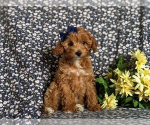 Cavapoo Puppy for sale in KIRKWOOD, PA, USA