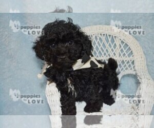 Poodle (Toy) Dog for Adoption in SANGER, Texas USA