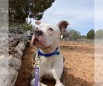 Small Photo #8 American Pit Bull Terrier-Unknown Mix Puppy For Sale in Kanab, UT, USA