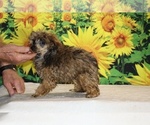 Marbles - Male Poodle (Toy) Puppy for Sale - Photo #32