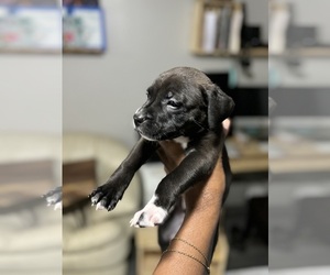 American Pit Bull Terrier Puppy for sale in LITHONIA, GA, USA