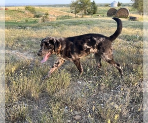 Sheprador Dogs for adoption in BILLINGS, MT, USA