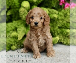 Cavapoo Puppy for sale in PARADISE, PA, USA
