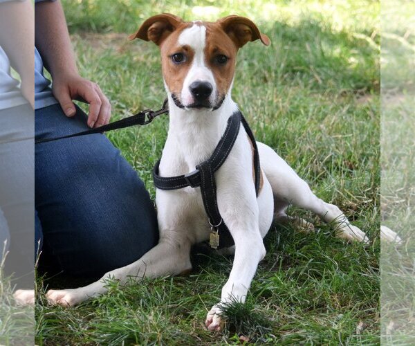 Medium Photo #3 Jack Russell Terrier-Unknown Mix Puppy For Sale in Huntley, IL, USA