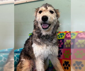 Poodle (Standard)-Siberian Husky Mix Dogs for adoption in Pacolet, SC, USA