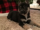 Small Photo #10 Alaskan Klee Kai Puppy For Sale in WINCHESTER, OH, USA