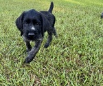 Puppy Bear German Wirehaired Pointer