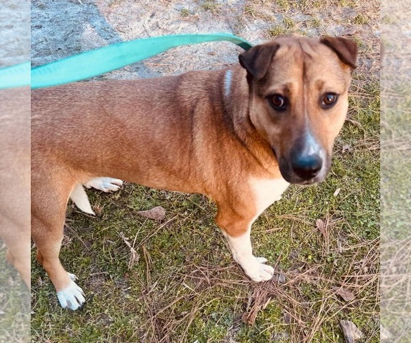 Medium Photo #2 Mutt Puppy For Sale in Holly Springs, NC, USA