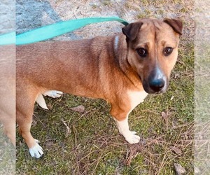 Elektra - Female Mutt Dog for Adoption - Photo #2
