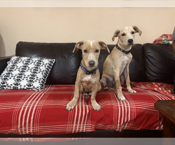 Medium Photo #5 Mutt Puppy For Sale in Morganville, NJ, USA