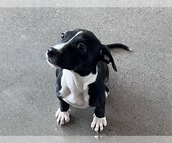 Medium Photo #1 Mutt Puppy For Sale in Redwood City, CA, USA