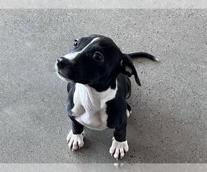 Mutt Dogs for adoption in Redwood City, CA, USA