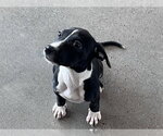 POTSTICKER - Female Mutt Dog for Adoption - Small photo