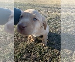 Small Photo #13 Labrador Retriever Puppy For Sale in MANSFIELD, MO, USA