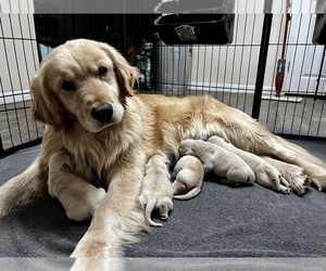 Mother of the Golden Retriever puppies born on 01/23/2024