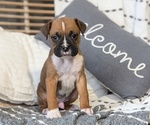 Small Photo #66 Boxer Puppy For Sale in GOSHEN, IN, USA