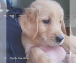 Small Photo #13 Golden Retriever Puppy For Sale in BATH, NY, USA