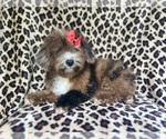 Small #2 ShihPoo