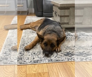German Shepherd Dog Puppy for sale in S WILLINGTON, CT, USA