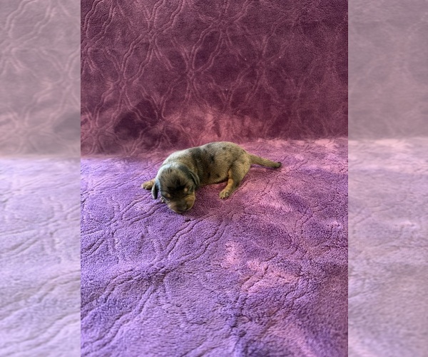 Medium Photo #8 Dachshund Puppy For Sale in BLMGTN, IN, USA