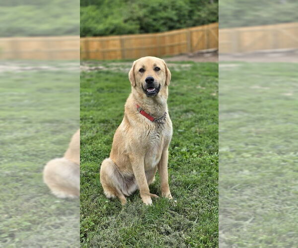 Medium Photo #1 Labrenees Puppy For Sale in Osgood, IN, USA