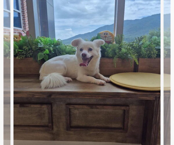 Medium Photo #2 Unknown-pomeranian spitz Mix Puppy For Sale in Agoura Hills, CA, USA
