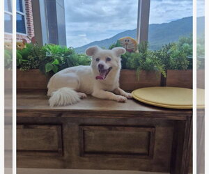 ELLIN - Female Unknown-pomeranian spitz Mix Dog for Adoption - Photo #2