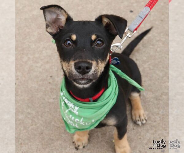 Medium Photo #6 Australian Shepherd-Unknown Mix Puppy For Sale in Washington, DC, USA