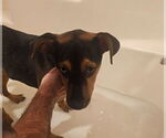 Small #3 Doberman Pinscher Mix