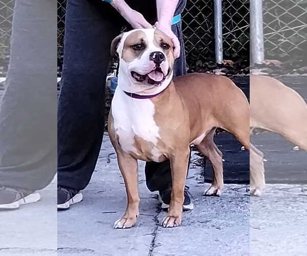 Medium Photo #8 Boxer-Unknown Mix Puppy For Sale in Hinton, WV, USA