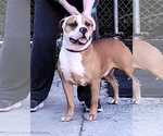 Small #7 Boxer Mix
