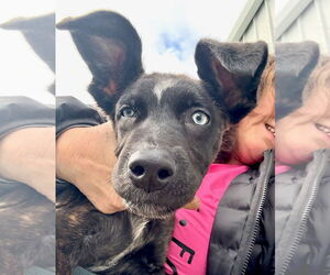 Border Collie-Siberian Husky Mix Dogs for adoption in GILBERTS, IL, USA