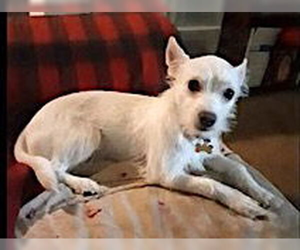 Medium Photo #1 Chihuahua-Unknown Mix Puppy For Sale in Mount Airy, NC, USA