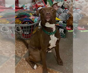 Labrador Retriever-Unknown Mix Dogs for adoption in Springfield, MA, USA