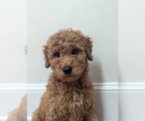 Goldendoodle Puppy for sale in MIDLAND, NC, USA