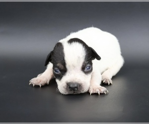 American Bully Puppy for sale in CHAMPAIGN, IL, USA
