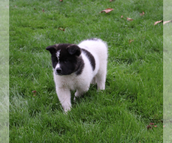 Medium Photo #5 Akita Puppy For Sale in FRESNO, OH, USA